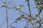 Guêpier d'Europe Merops apiaster - European Bee-eater