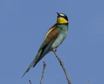 Guêpier d'Europe Merops apiaster - European Bee-eater