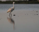 L'Aigrette garzette (Egretta garzetta)