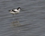 Avocette élégante Recurvirostra avosetta - Pied Avocet