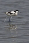 Avocette élégante Recurvirostra avosetta - Pied Avocet