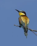 Guêpier d'Europe Merops apiaster - European Bee-eater