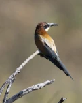 Guêpier d'Europe Merops apiaster - European Bee-eater