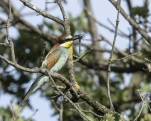 Guêpier d'Europe Merops apiaster - European Bee-eater
