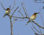 Guêpier d'Europe Merops apiaster - European Bee-eater