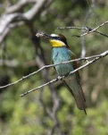 Guêpier d'Europe Merops apiaster - European Bee-eater