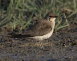 Glaréole à collier (Glareola pratincola)