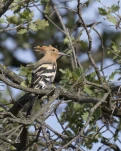 Huppe fasciée Upupa epops - Eurasian Hoopoe