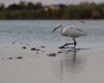 L'Aigrette garzette (Egretta garzetta)