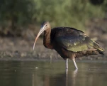 Ibis falcinelle Plegadis falcinellus - Glossy Ibis