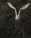 L'Aigrette garzette (Egretta garzetta)