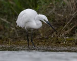 L'Aigrette garzette (Egretta garzetta)