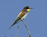 Guêpier d'Europe Merops apiaster - European Bee-eater