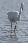 L'Aigrette garzette (Egretta garzetta)