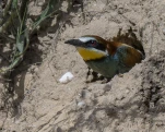Guêpier d'Europe Merops apiaster - European Bee-eater