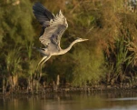 Héron cendré Ardea cinerea - Grey Heron