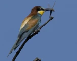 Guêpier d'Europe Merops apiaster - European Bee-eater