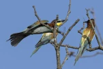 Guêpier d'Europe Merops apiaster - European Bee-eater
