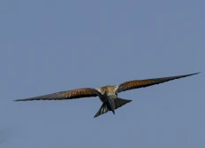 Camargue