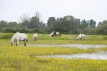 Camargue (cheval)