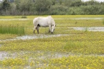 Camargue (cheval)