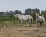 Camargue (cheval)