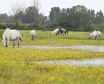 Camargue (cheval)