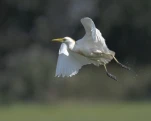 Héron garde-bœufs ou encore pique-bœufs (Bubulcus ibis) plumage nuptial