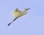 L'Aigrette garzette (Egretta garzetta)