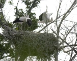 Cigogne (Ciconia)