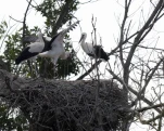 Cigogne (Ciconia)
