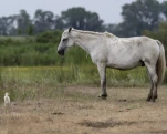 Camargue (cheval)