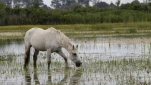 Camargue (cheval)