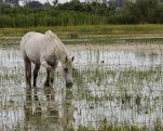 Camargue (cheval)