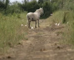 Camargue (cheval)