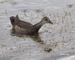 Gallinule poule-d'eau (Gallinula chloropus)