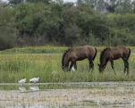 Camargue (cheval)