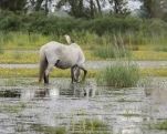 Camargue (cheval)