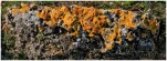 FS-6Lichens jaunes sur roche creuse-HDR-DSCF0480-rec