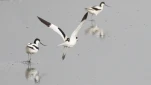 avocette élégante