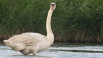 gygne