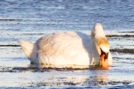 cygne 1