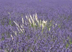 valensole lavande