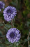 FS-2Globularia-DSCF7912-rec