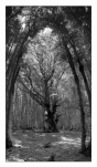 Vizzavone Pano2 TriX resize