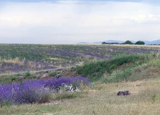 Sortie à Valensole et ses environs
