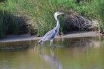 heron
