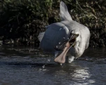 Spatule blanche (Platalea leucorodia)