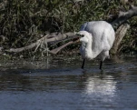 Spatule blanche (Platalea leucorodia)