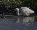 Spatule blanche (Platalea leucorodia)
